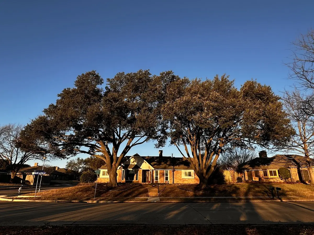 Established residential canopy tree shading a home in Murrayville